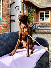 Lade das Bild in den Galerie-Viewer, Halsband blau