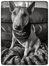 Lade das Bild in den Galerie-Viewer, Halstuch schwarz mit silberfarbener Stickerei