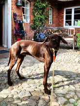 Lade das Bild in den Galerie-Viewer, Halsband blau