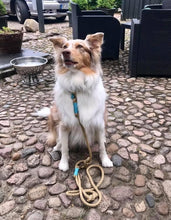 Lade das Bild in den Galerie-Viewer, BEISPIELBILDER Tauleinensets-, Leinen- und Halsbänder