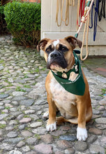 Lade das Bild in den Galerie-Viewer, BEISPIELBILDER Tauleinensets-, Leinen- und Halsbänder