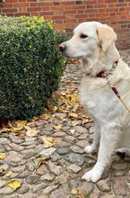 Lade das Bild in den Galerie-Viewer, BEISPIELBILDER Tauleinensets-, Leinen- und Halsbänder