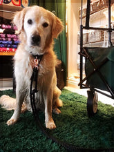 Lade das Bild in den Galerie-Viewer, BEISPIELBILDER Tauleinensets-, Leinen- und Halsbänder